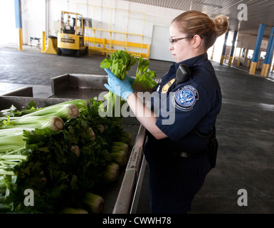 Weibliche Landwirtschaft Spezialisten für U.S Customs and Border Protection, inspizieren Boxen Sellerie aus Mexiko Stockfoto