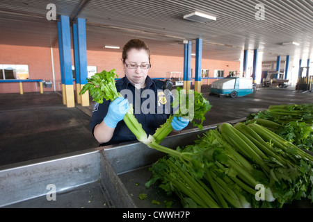 Weibliche Landwirtschaft Spezialisten für U.S Customs and Border Protection, inspizieren Boxen Sellerie aus Mexiko Stockfoto