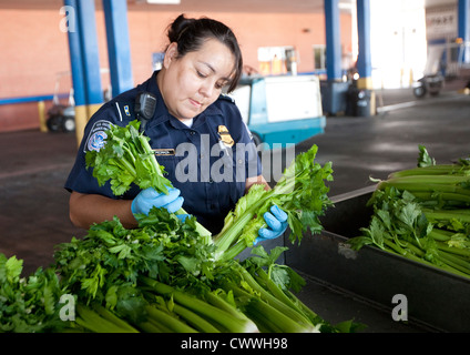 Weibliche Landwirtschaft Spezialisten für U.S Customs and Border Protection, inspizieren Boxen Sellerie aus Mexiko Stockfoto