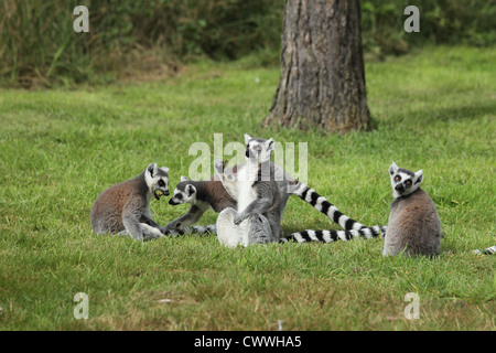Eine Gruppe von Ring tailed Lemuren. Der Chef in der Mitte sieht er hält eine Granate, aber es ist nur ein Tannenzapfen Stockfoto