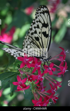 Monarch-Schmetterling mit Blumen auf einer Blume Stockfoto