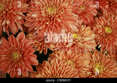 Orange Wildblumen Fine Art Fotografie Bilder von Blumen Stockfoto