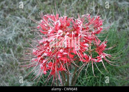 Rote Spinne Lilie Blume Foto floral botanische Blumen Fotografie Stockfoto