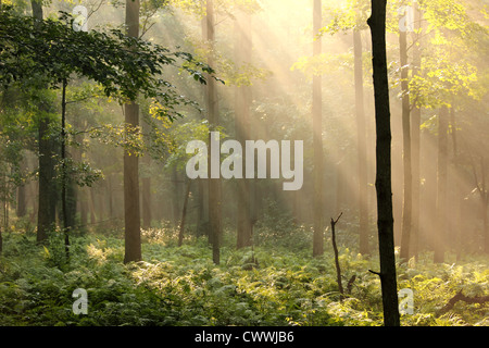 Sonnenlicht strahlt nach unten durch einen Wald. Stockfoto