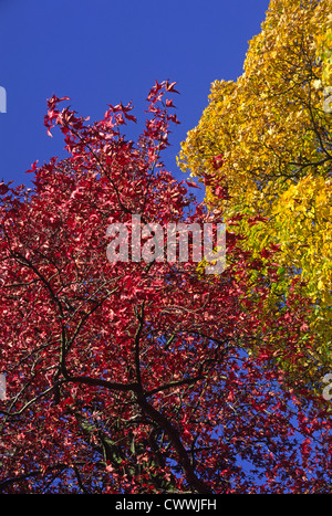 Herbstlaub, Jephson Gärten, Leamington Spa, Warwickshire, UK Stockfoto