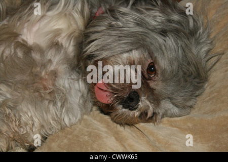 Shih Tzu Welpen Hund lustige Tiere Shihtzu Hunde Welpen Shih Tzus shihtzus Stockfoto