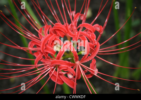 Rote Spinne Lilie Makro Fotografie Bild drucken rot Stockfoto