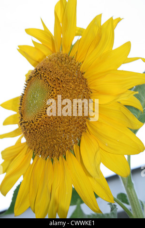 Makro Nahaufnahme gelbe Sonnenblumen Kunst Foto Bauernhof Feldblumen Stockfoto