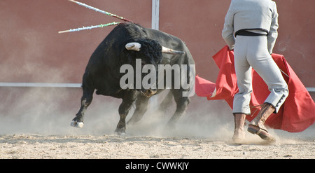 Fighting Bull Bild aus Spanien. Schwarzen Stier Stockfoto