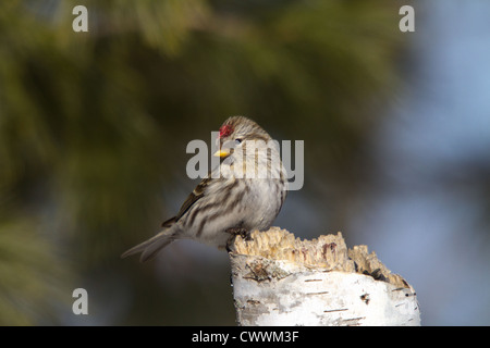 Gemeinsame Redpoll Stockfoto