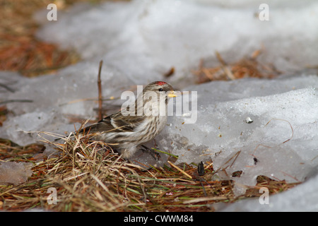 Gemeinsame Redpoll Stockfoto