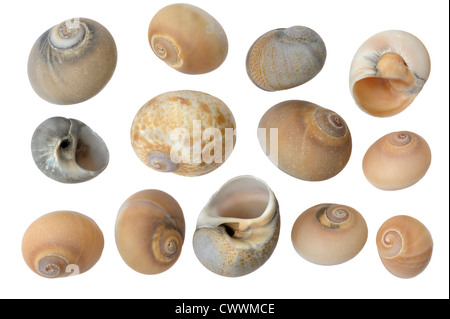 Verschiedene Muscheln auf weißem Hintergrund Stockfoto