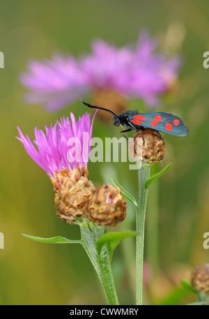 Der helle, gefleckte Schmetterling Zygaena Filipendulae auf einer Blume Centaurea pratensis Stockfoto