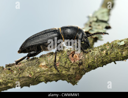 Schwarzen Alpenbocks Käfer auf einem dürren Ast. Stockfoto