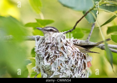 Rotäugigen Vireo Stockfoto