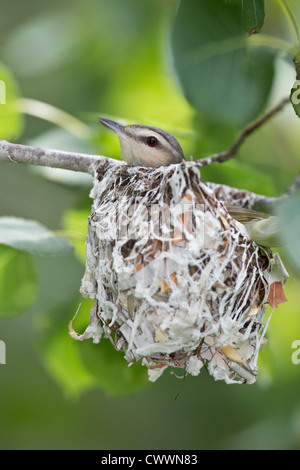 Rotäugigen Vireo Stockfoto