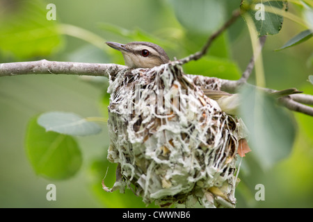 Rotäugigen Vireo Stockfoto