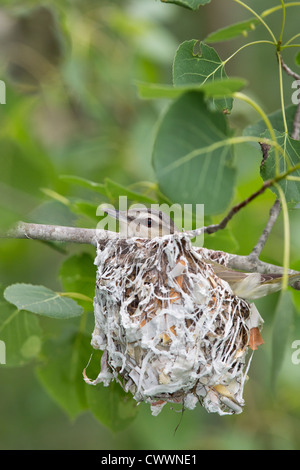 Rotäugigen Vireo Stockfoto