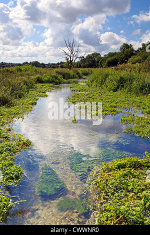 Ein einsamer toter Baum steht neben dem Fluss Itchen, wie es seinen Weg durch Hampshire Landschaft macht Stockfoto