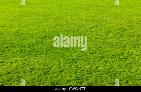 Green cut grass texture background Stockfoto