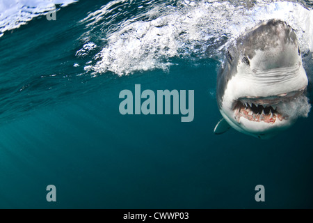 Der weiße Hai im Shark Alley - Gansbaai-Südafrika Stockfoto