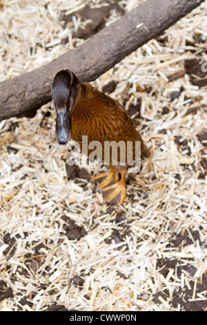 Ein Haustier Khaki Campbell-Ente im Garten Stockfoto