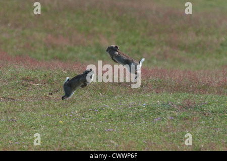 Kaninchen (Oryctolagus Cuniculus) kämpfen auf einer sandigen Wiese kalkhaltig Stockfoto