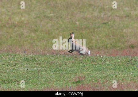 Kaninchen (Oryctolagus Cuniculus) auf einer sandigen Wiese kalkhaltig Stockfoto