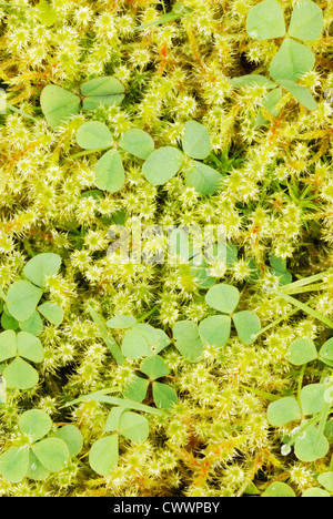 Rhytidiadelphus loreus, Kleines Shaggy-Moos mit Clover, Wales, Großbritannien. Stockfoto