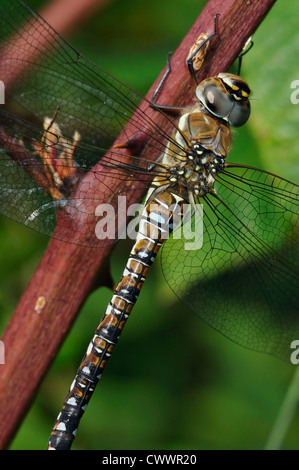 Migrationshintergrund Hawker Dragonfly - Aeshna Mixta Erwachsenen weiblichen Stockfoto