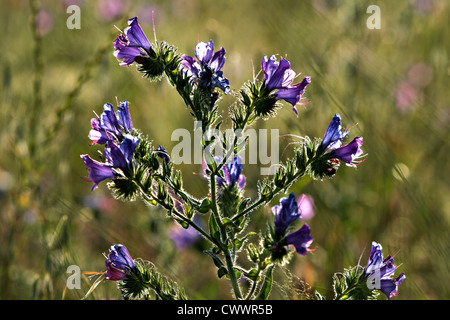 Viper's Bugloss (Echium Vulgare) Stockfoto