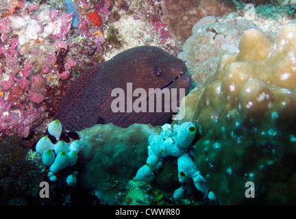 Riesen Muräne (Gymnothorax Javanicus) Stockfoto