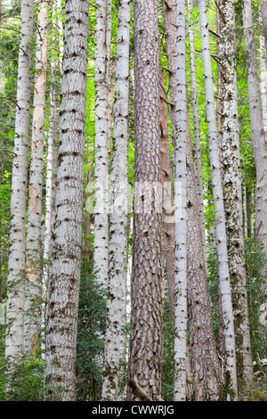 Kiefer-Baum-Stämme; Ordesa Nationalpark; Spanien Stockfoto