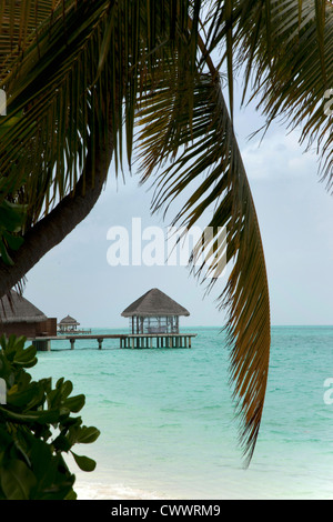 Palm-Baum wächst am tropischen Strand Stockfoto