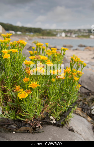 Port Eynon; Gower; Wales; Vereinigtes Königreich; Golden Samphire; Inula crithmoides Stockfoto