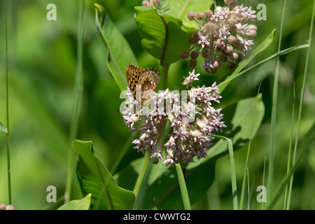 Großen spangled Fritillary auf milkweek Stockfoto