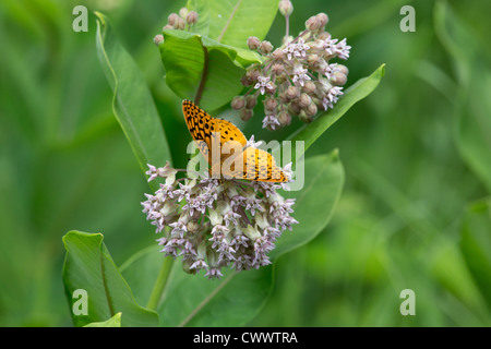 Großen spangled Fritillary auf milkweek Stockfoto