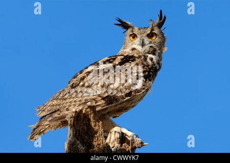 Porträt einer eurasischen Eule, Eule oder Eule Bubo bubo auf einem Baumstumpf thront Stockfoto