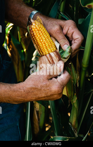 Landwirt Prüfung Maisernte Stockfoto