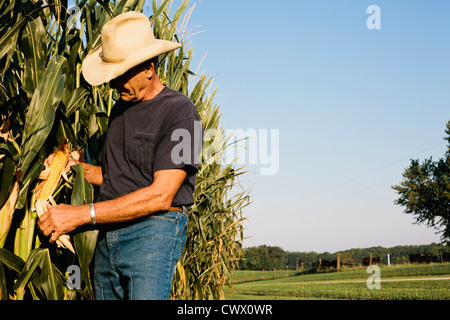 Landwirt Prüfung Maisernte Stockfoto