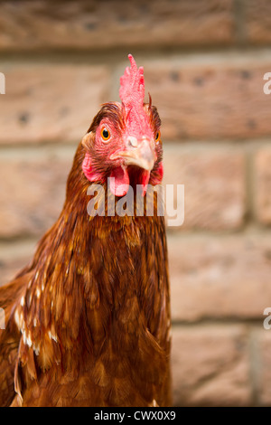 Ein Haustier Hybrid Huhn geradeaus schauen Stockfoto