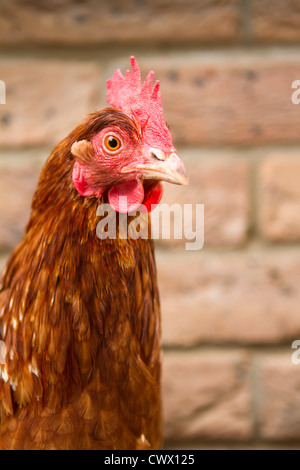 Ein Haustier Hybrid Huhn geradeaus schauen Stockfoto