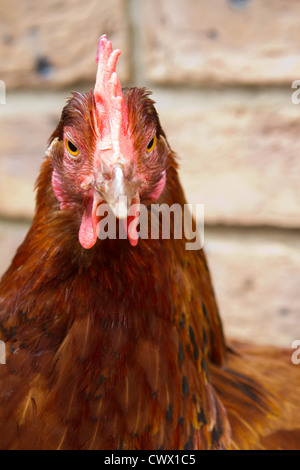 Ein Haustier Hybrid Huhn geradeaus schauen Stockfoto