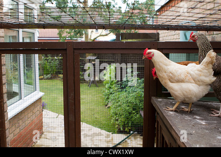 Ein Blick aus dem Inneren der Flucht einige Haustier Hühner im Garten Stockfoto