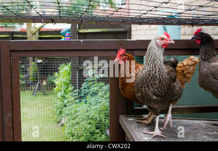 Ein Blick aus dem Inneren der Flucht einige Haustier Hühner im Garten Stockfoto