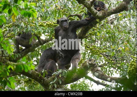 Schimpansen Pan Troglodytes, Tongo Wald, Virunga-Nationalpark, DR Kongo Stockfoto