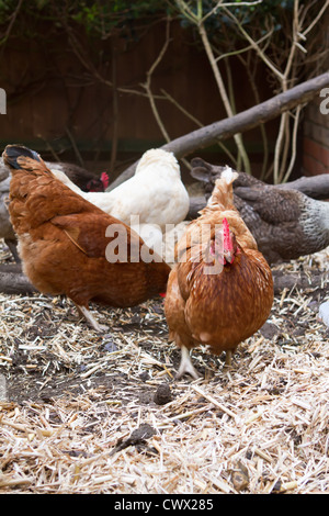 Haustier Hühner in ihren Lauf in einem englischen Garten neben ihrem Stall Stockfoto