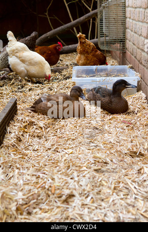 Hühner und Enten zusammen in ihren Lauf im Garten Stockfoto