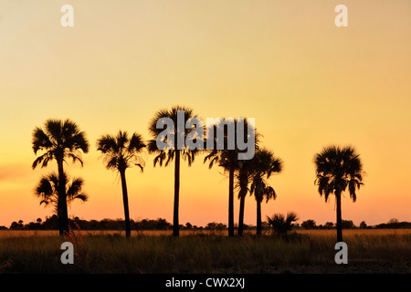 Sabal Palmen im Grünland bei Sonnenuntergang, Kissimmee Prairie Preserve State Park, Florida, USA Stockfoto