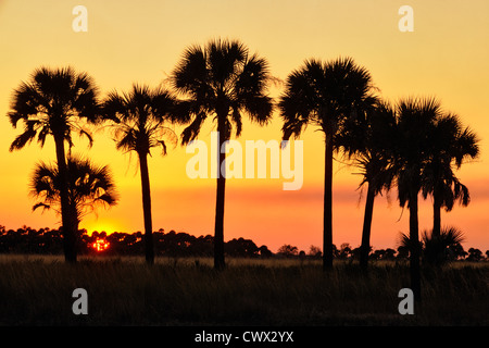 Sabal Palmen im Grünland bei Sonnenuntergang, Kissimmee Prairie Preserve State Park, Florida, USA Stockfoto